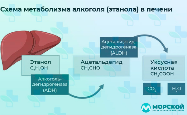 Инфографика